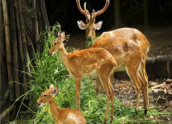 Lalit Palace-Dehradun Zoo